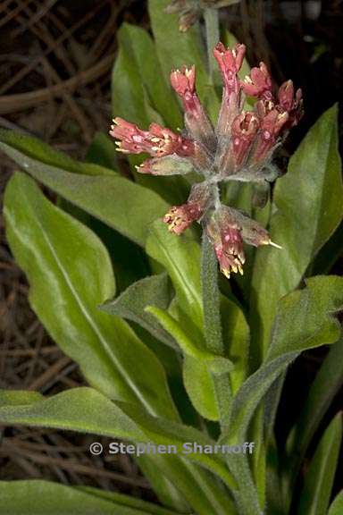 andersonglossum occidentale 3 graphic